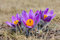 Free Crocus Royalty Free Stock Photography - 9028367