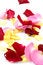 Free Red, Pink And Yellow Rose Paddles Royalty Free Stock Photography - 9028557