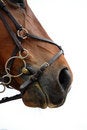 Free Bridle Stock Images - 9030174