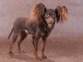 Free Young  Moscow Toy Terrier Royalty Free Stock Image - 9030276