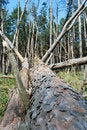 Free Felled Pine Stock Image - 9036551