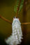 Free Atlas Moth Caterpillar Stock Photo - 9030370