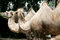 Free A Grand Couple Of Camels Royalty Free Stock Images - 9035399