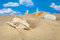 Free Landscape With Seashell And Stones On Sky Stock Photography - 9039812