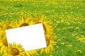 Free Summer Flowers Stock Images - 9045554