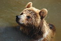 Free Carpathian Brown Bear Royalty Free Stock Photos - 9048038