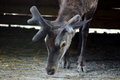 Free Stag At The Zoo Royalty Free Stock Image - 9048076