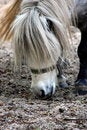 Free White Pony Royalty Free Stock Photo - 9048175