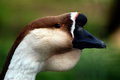 Free Japanese Goose Royalty Free Stock Image - 9048176
