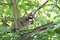 Free A Raccoon, Hidden Between The Green Leaves Stock Photo - 9048940