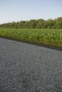 Free Corn Royalty Free Stock Images - 9055999