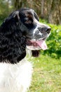 Free Young English Springer Spaniel Royalty Free Stock Images - 9057799