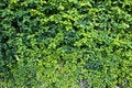 Free Leafs Stock Images - 9058214