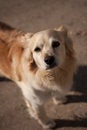 Free Dog Royalty Free Stock Photo - 9059335
