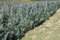 Free Thuja Rows Royalty Free Stock Photography - 9052337