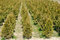 Free Thuja Rows Stock Image - 9052411