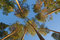 Free Pine Tops Stock Image - 9054691
