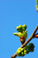 Free Spring Leaves Stock Photos - 9055733