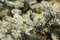 Free Branches Of Blue Spruce Royalty Free Stock Image - 9055826