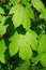 Free Luscious Leaves Royalty Free Stock Image - 9058936