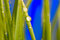 Free Water Drop Royalty Free Stock Photos - 9059998