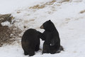 Free Black Bear Royalty Free Stock Image - 9067106