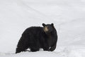 Free Black Bear Royalty Free Stock Images - 9067129