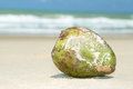 Free Coconut On The Beach Stock Image - 9067731
