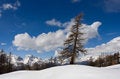 Free Fur-tree Royalty Free Stock Image - 9068826