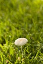 Free Wild Mushroom In Grass Royalty Free Stock Photo - 9069935