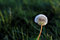 Free Dandelion Royalty Free Stock Photography - 9062327