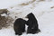 Free Black Bear Royalty Free Stock Image - 9067106