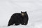 Free Black Bear Royalty Free Stock Images - 9067129