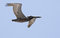 Free Pelican In Flight Stock Image - 9068161