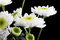 Free White Flowers Royalty Free Stock Photo - 9069415