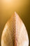 Free Shell Royalty Free Stock Photo - 9069445