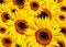Free Sunflower Abstract Stock Images - 9072154
