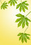 Free Fig Leaves Stock Photo - 9072170
