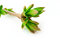 Free Spring Branch Stock Images - 9078904