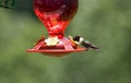 Free Ruby-Throated Hummingbird Royalty Free Stock Images - 913369