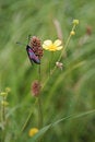 Free Six Spotted Burnet Moth (Zygaena Filipendula) Stock Photography - 915262
