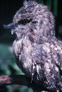 Free Screech Owl Royalty Free Stock Images - 915359