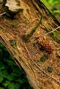 Free Old Seed Stock Image - 915861