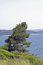 Free See Through The Tree Stock Image - 918961