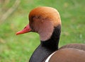 Free Bird Head Close-up Stock Photography - 9169692