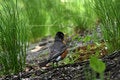Free Birds In Central Park Royalty Free Stock Photography - 9187367