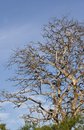 Free Tree Branch Royalty Free Stock Image - 920036