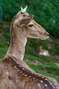 Free Deer Stock Photography - 920042