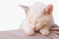 Free Cat Photo - Angelic Sleep 3 Royalty Free Stock Photography - 923487