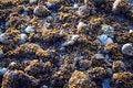 Free Stones And Seaweed Stock Images - 926324